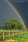 Rainbow over vineyard in spring storm, Anderson Valley, near Booneville, Mendocino County, California