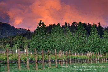 Sunset on spring storm clouds over vineyard and trees in the Anderson Valley, Mendocino County, California