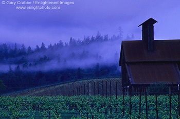 Cloudy morning over vineyard in the Anderson Valley, near Philo, Mendocino County, California