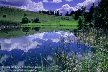 Pond at Husch Vineyards, near Philo, Anderson Valley, Mendocino County, California