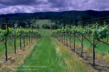 Husch Vineyards, near Philo, Anderson Valley, Mendocino County, California