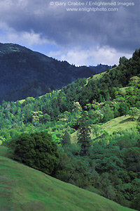 Oak trees and green grass hills in spring, near Booneville and the Anderson Valley, Mendocino County, California