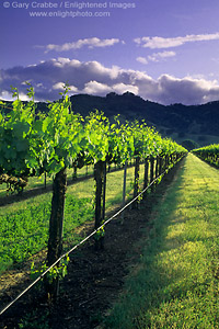 Sunset over hills and vineyard in spring, near Hopland, Mendocino County, California