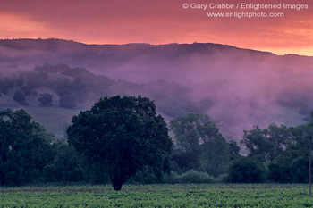 Morning fog along hills at sunrise over vineyard near Hopland, Mendocino County, California