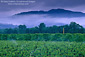 Stormy spring morning over vineyard, East Side Road, near Ukiah, Mendocino County, California