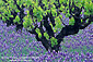 Grape vine and bluebonnets in spring, near Ukiah, Mendocino County, California