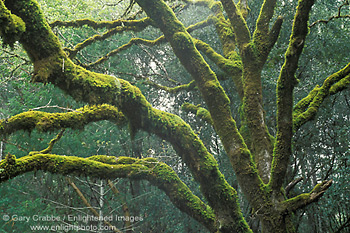 Trees and moss in spring, Orr Springs Road, near Ukiah, Mendocino County, California