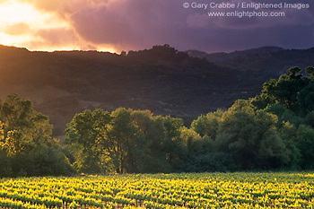 Stormy sunset over vineyards, East Side Road, near Hopland, Mendocino County, California