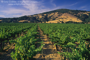 Wine grape vines in vineyard, Redwood Valley, Mendocino County, California