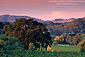Oak trees and vineyards at sunset, Parducci, Ukiah, Mendocino County, California