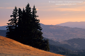 Evergreens at sunrise in the hills above Ukiah, Mendocino County, California