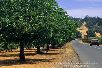 Country road past Fife Vineyards, Redwood Valley, near Ukiah, Mendocino County, California