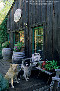 Pet dogs on patio, Maple Creek Winery Yorkville, Mendocino County, California