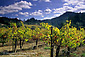 Vineyards in fall, Maple Creek Winery, Yorkville, Mendocino County, California