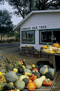 Gowans Oak Tree produce stand, near Philo, Anderson Valley, Mendocino County, California