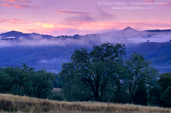 Fog at dawn over hills and oak trees, near Willits, Mendocino County, California