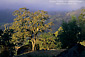 Oak trees and fog, near Willits, Mendocino County, California