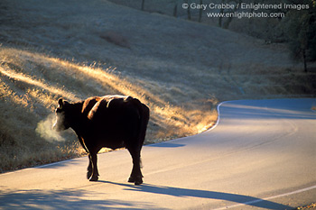 Cow crossing rural country road, Mendocino County, California