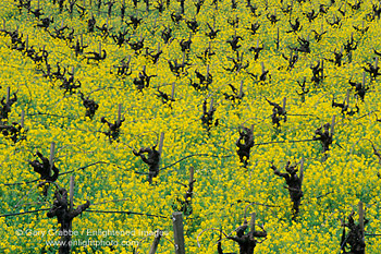 Yellow mustard flowers bloom in spring vineyard along the Silverado Trail, Napa Valley Wine Growing Region, California
