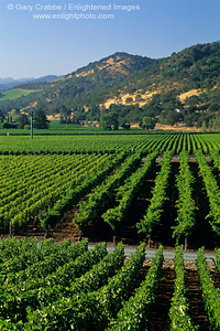 Rows of grape vines in summer along  the Silverado Trail, Napa Valley Wine Growing Region, California