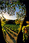 Sunset, Oak Tree and Vineyard in fall along the Silverado Trail, Napa Valley, Napa County Wine Region, California