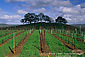 Oak trees, clouds, and blue sky over vineyard in early spring, Pope Valley, Napa County Wine Region, California
