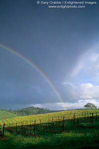 Rainbow and storm clouds over vineyard in Spring, Conn Valley, Napa County, California