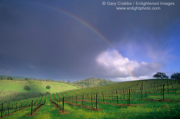 Rainbow and storm clouds in spring over vineyard in the Conn Valley, Napa County, California