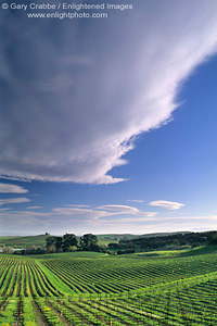 Cloud over vineyard in spring, Artesa Winery, Los Carneros Region, Napa County, California