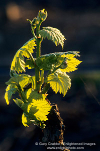 Young green leaves on grape vine in vineyard, Carneros Region, Napa County, California
