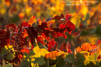 Fall colors on grape vines in vineyard at Bouchaine Winery, Los Carneros Wine Growing Region, Napa County, California