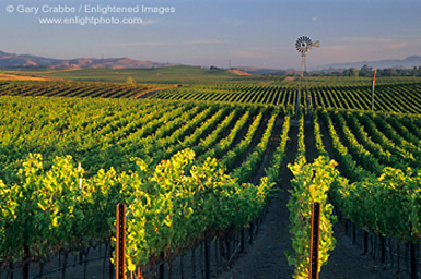 Windmill in rows of grape vines in vineyard, Carneros Wine Growing Region, Napa County, California