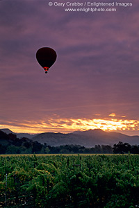 Hot Air Ballon and storm clouds at sunrise over vineyard near Oakville, Napa Valley, California
