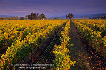 Rows of grape vines at sunrise in vineyard near Oakville, Napa Valley Wine growing region, California