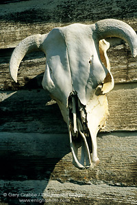 Cow skull on wood shed at RustRidge Estate Winery, Napa County, Californiaw