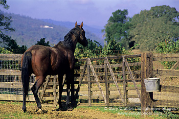 Horse in corral at RustRidge Ranch Winery, Napa County, California