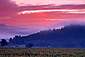 Red clouds and fog at sunrise over vineyard near Oakville, Napa Valley Wine Growing Region, California