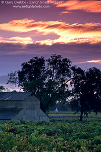 Clouds over barn and vineyard at sunrise, near St. Helena, Napa Valley, California