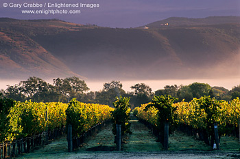 Fall colors in vineyard near Oakville, Napa Valley Wine Growing Region, California