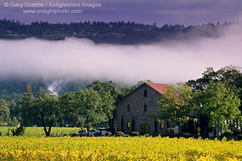 Morning fog over fall vineyard and stone building at Ehlers Estate Winery, near St. Helena, Napa Valley, California
