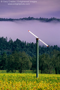 WIndmill and fog over vineyard in fall near Calistoga, Napa Valley Wine Region, California