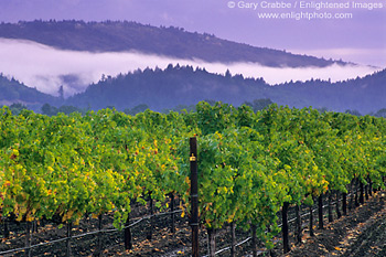 Fog and hills over vineyard in early fall, near Calistoga, Napa Valley, California