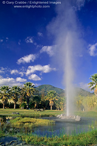 Old Faithful Geyser - known to predict earthquakes, erupts in Calistoga, Napa Valley, California