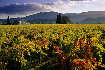 Fall colors in vineyard, near St. Helena, Napa Valley, California