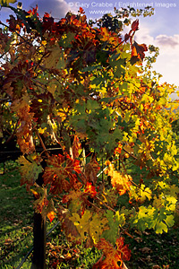 Fall Colors on grape vines in vineyard, Napa Valley, California