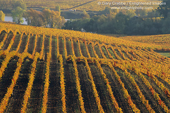 Golden Fall colors on grape vines in vineyard, Los Carneros Wine growing region, Napa County, California
