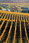 Golden fall color leaves on grape vine rows in vineyard during autumn, Carneros Region, Napa County Wine Growing Region, California