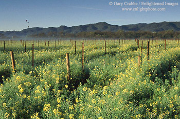 Hot Air Balloons over mustard flowers bloom in spring vineyard, Napa Valley, California