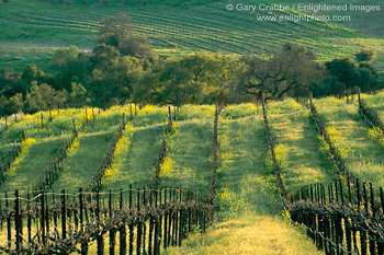 Vineyard in Spring, Artesa Winery, Los Carneros Wine Growing Region, Napa County, California