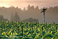 Fan in vineyard at sunrise, near St. Helena, Napa Valley Wine Region, California
